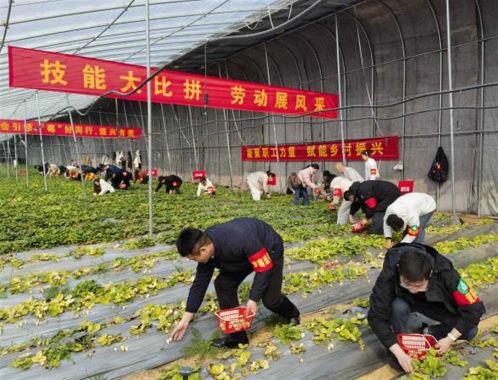 采摘競(jìng)技展風(fēng)采！產(chǎn)發(fā)集團(tuán)參加工會(huì)助力鄉(xiāng)村振興“十大行動(dòng)”工友創(chuàng)業(yè)園勞動(dòng)競(jìng)賽